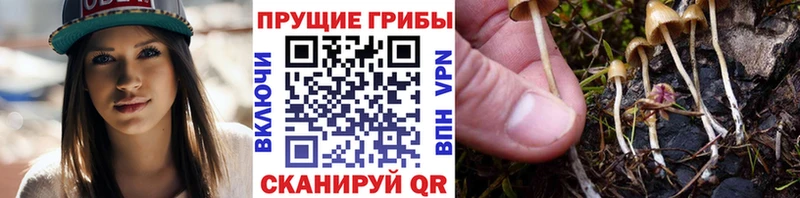 Галлюциногенные грибы Psilocybine cubensis  Аркадак 